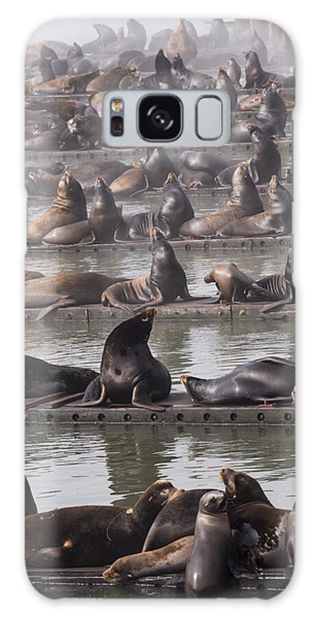 Animals Galaxy Case featuring the photograph Astoria Sea Lions by Robert Potts