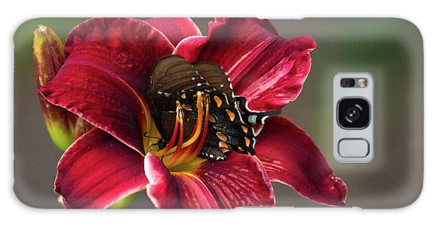 Butterfly Insect Macro Closeup Close Up Orchid Flower Flowers Botany Botanical Botanic Ma Mass Massachusetts Brian Hale Brianhalephoto Feeding Nectar Galaxy Case featuring the photograph At One with the Orchid by Brian Hale