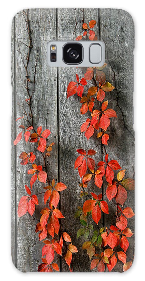 Vines Galaxy Case featuring the photograph Autumn Creepers by William Selander