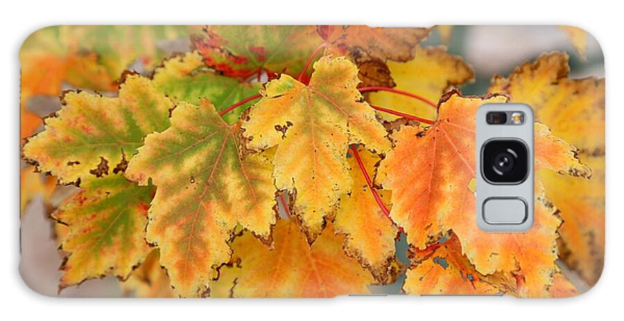 Autumn. Fall Galaxy Case featuring the photograph Autumn Fire by John Loreaux