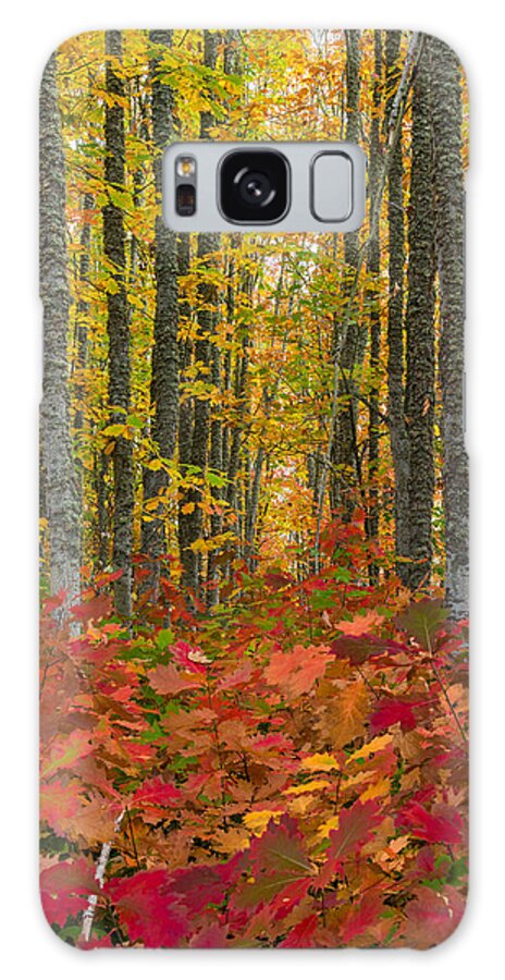 Washington Galaxy Case featuring the photograph Autumn Grove by Dustin LeFevre