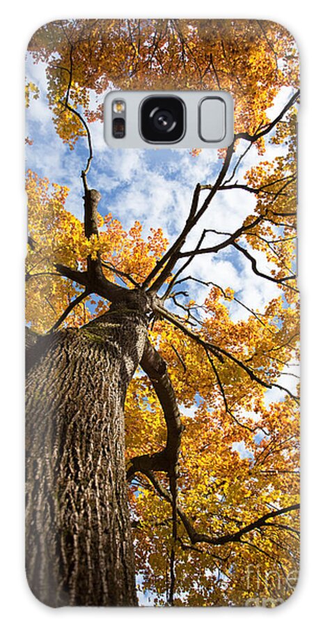 Tree Galaxy Case featuring the photograph Autumn Tree by Nailia Schwarz
