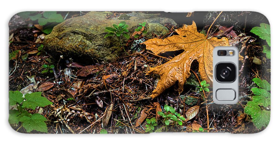 Big Leaf Maple Galaxy Case featuring the photograph Autumn's Treasure by Dean Birinyi