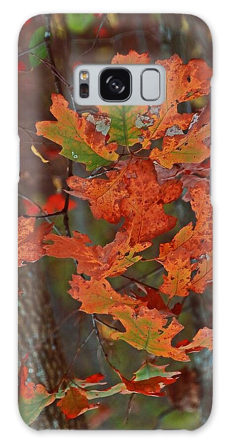 Tree Galaxy Case featuring the photograph Autumn's Treasure by Steve Warnstaff