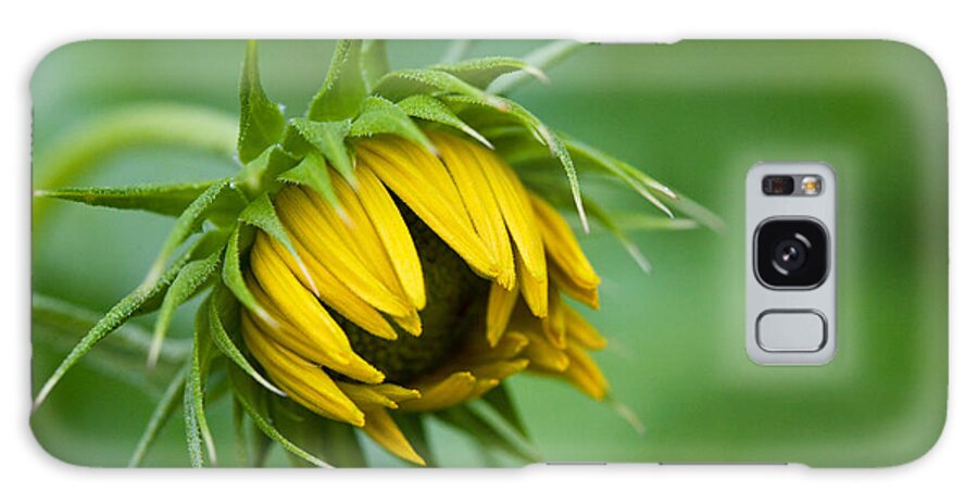 Sunflower Bud Opening Galaxy Case featuring the photograph Awakening by Diane Macdonald