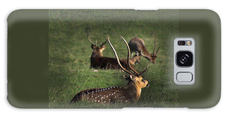 Wildlife Galaxy Case featuring the photograph Long Horn Chital Deer by Doc Braham