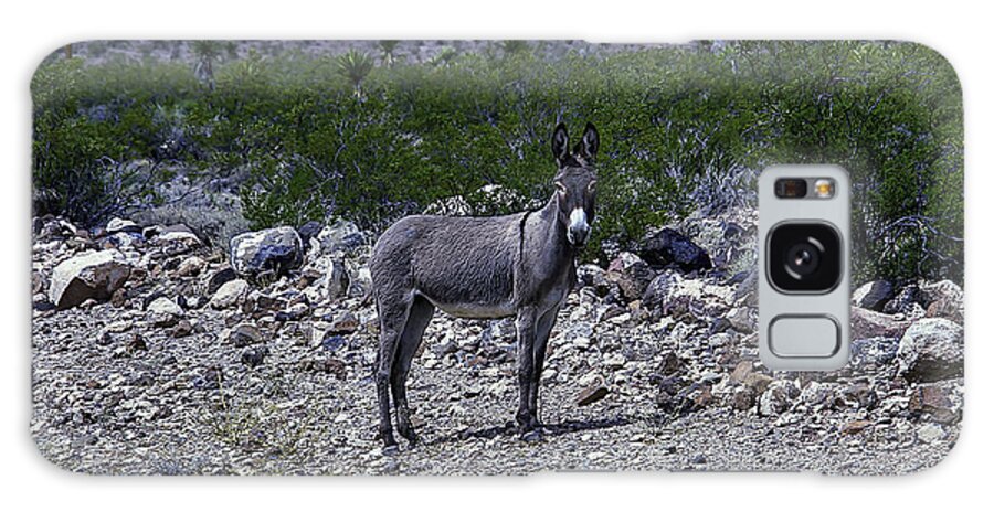 Wild Donkeysdonkey Galaxy Case featuring the photograph Azorina Donkey by Garry Gay