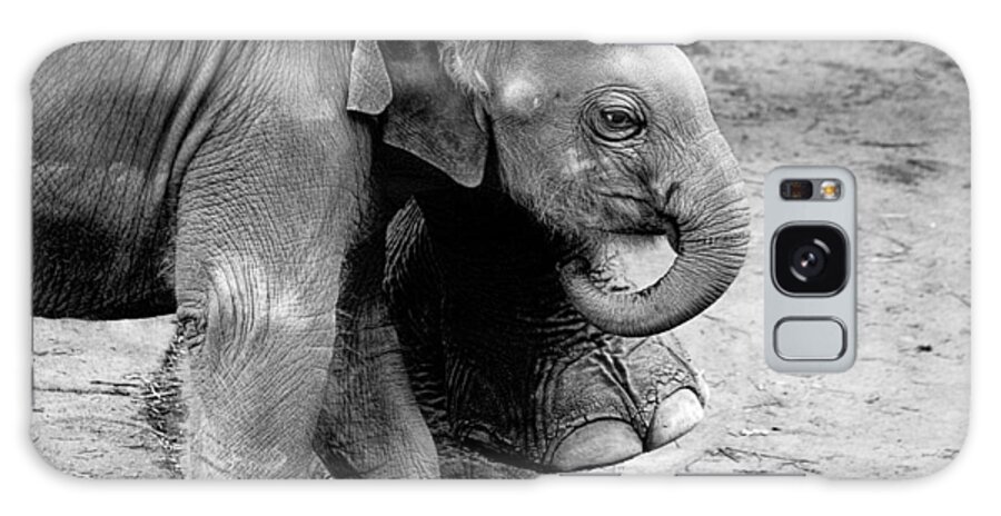 Baby Elephant Security Galaxy Case featuring the photograph Baby Elephant Security by Wes and Dotty Weber