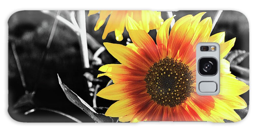 Sunflower Galaxy S8 Case featuring the photograph Back-lit Brilliance by April Burton