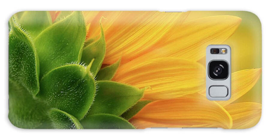 Back View Of Sunflower Galaxy S8 Case featuring the photograph Back view of sunflower by Carolyn Derstine