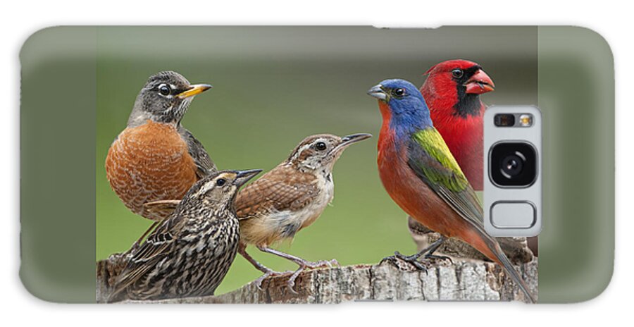 American Robin Galaxy S8 Case featuring the photograph Backyard Buddies by Bonnie Barry