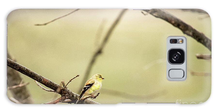 White-eyed Vireo Galaxy S8 Case featuring the photograph Backyard Yellow by Ed Taylor