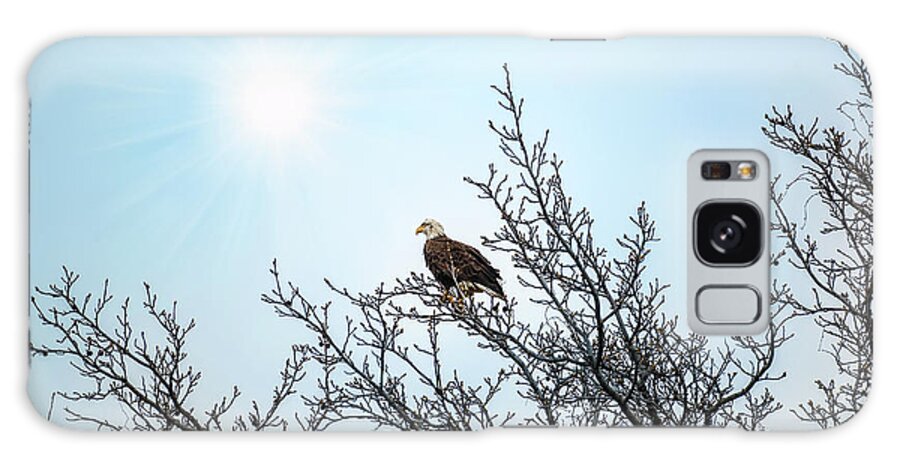 Bald Eagle Galaxy Case featuring the photograph Bald Eagle in a tree enjoying the sunlight by Patrick Wolf