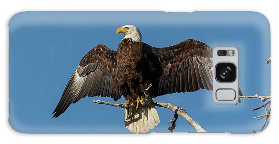 Bald Eagle Galaxy Case featuring the photograph Bald Eagle Shows Off by Tony Hake