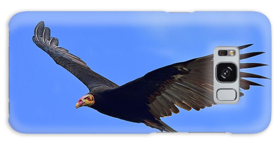 Lesser Yellow-headed Vulture Galaxy Case featuring the photograph Bald is Beautiful by Tony Beck