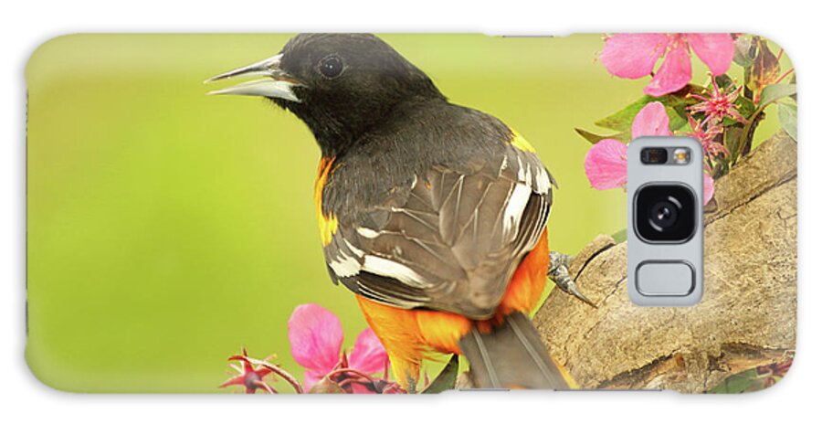 Autumn Galaxy Case featuring the photograph Baltimore Oriole Among Apple Blossoms by Max Allen