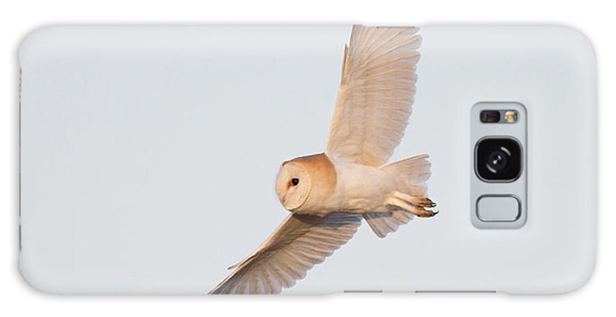 Barn Owl Galaxy S8 Case featuring the photograph Barn Owl Hunting by Pete Walkden