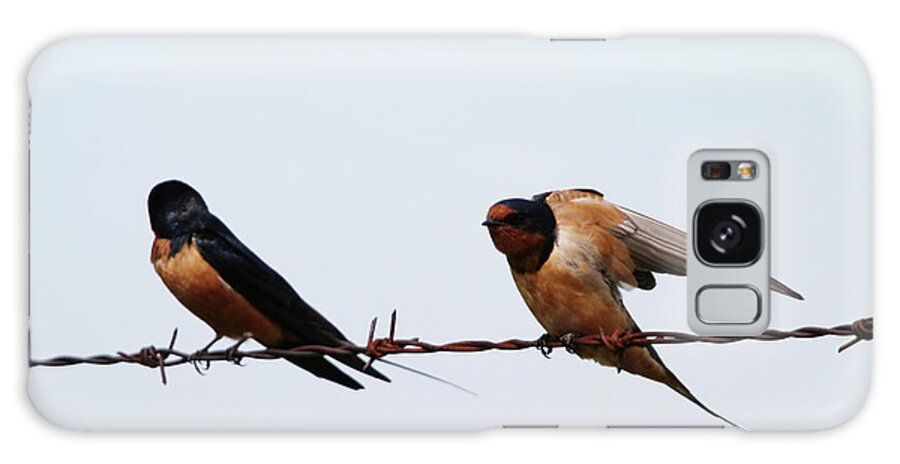 Barn Swallows Galaxy Case featuring the photograph Barn Swallows by Alyce Taylor