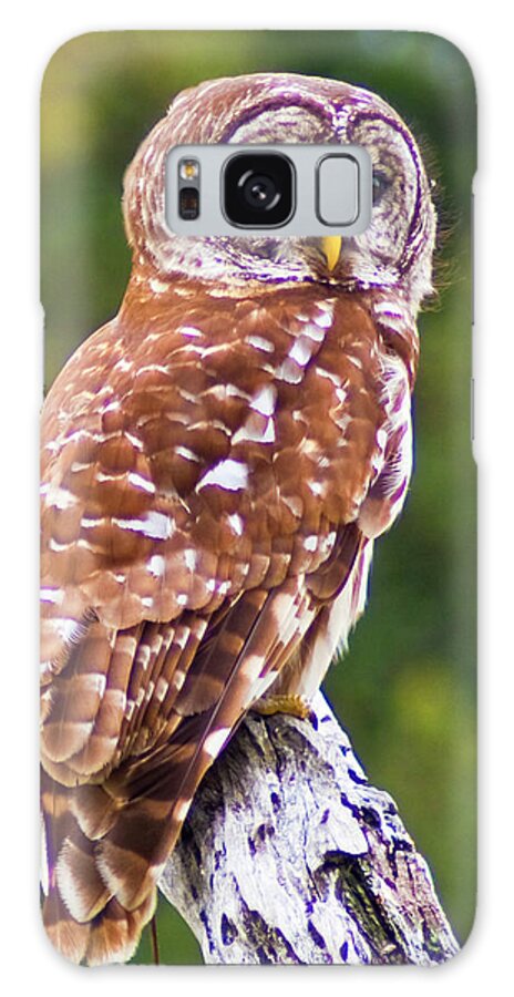 Barred Owl. Owl. Bird Galaxy Case featuring the photograph Barred Owl by Bill Barber