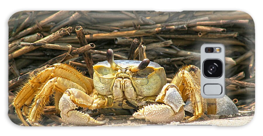 Carb Shore Beach Sand Salt Straw Ocean Sea Coast Galaxy Case featuring the photograph Beach Crab by Robert Och