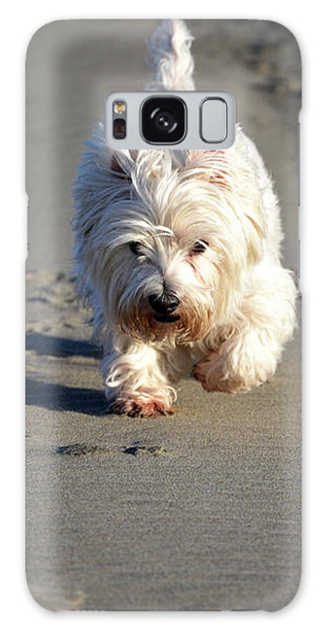 Denise Bruchman Galaxy Case featuring the photograph Beachcombing Westie Down the Dune by Denise Bruchman