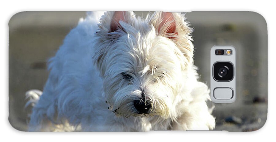 Denise Bruchman Galaxy Case featuring the photograph Beachcombing Westie Low Tide by Denise Bruchman