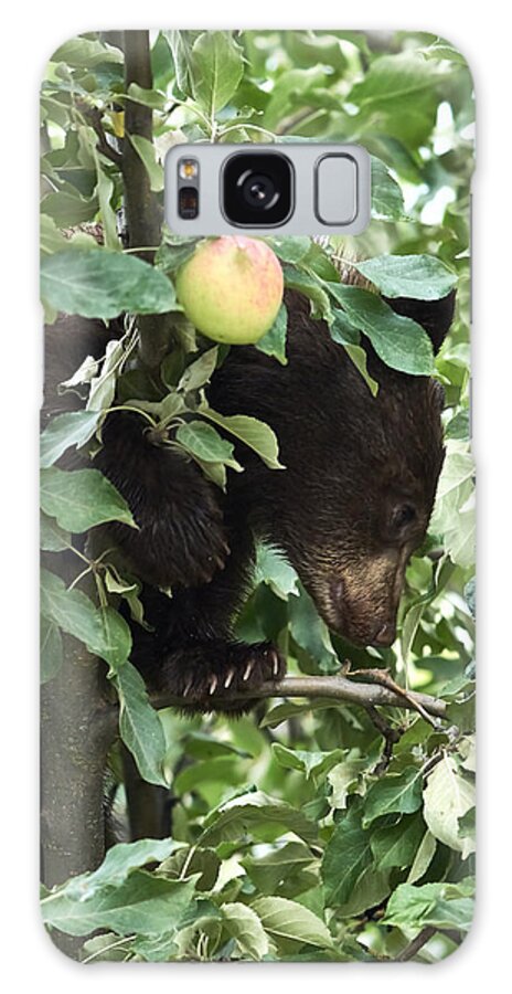 Black Bear Galaxy Case featuring the photograph Bear Cub in Apple Tree5 by Loni Collins