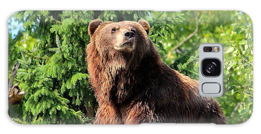 Alaskan Galaxy Case featuring the photograph Bear on a rock by John Olson