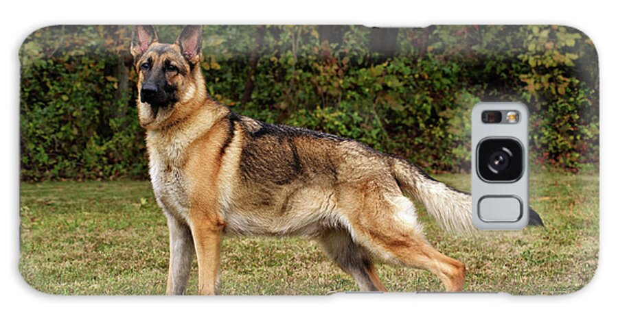 Dogs Galaxy Case featuring the photograph Beautiful Sable German Shepherd by Sandy Keeton