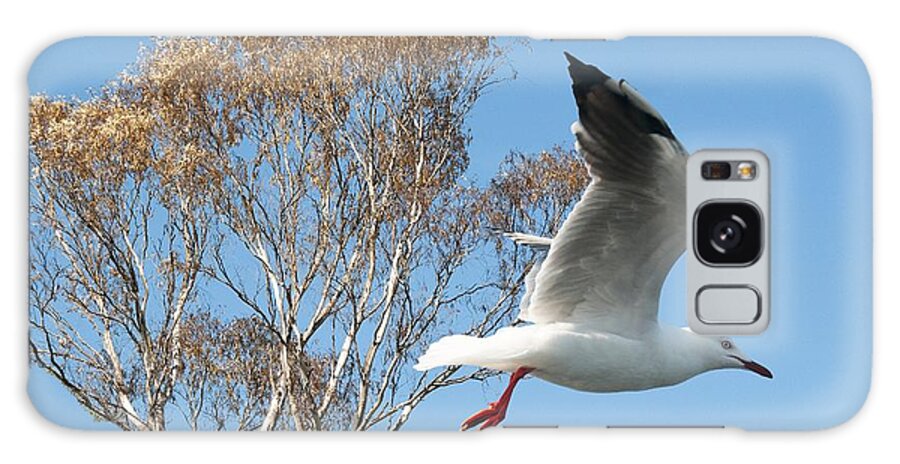 Seagull Galaxy Case featuring the photograph Beautiful Australian Seagull. Exclusive Photo Art. by Geoff Childs