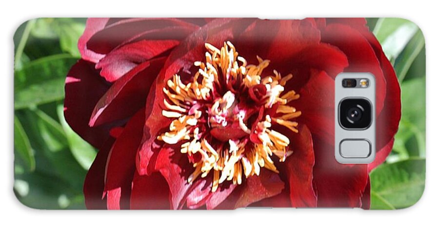 Photo Galaxy Case featuring the photograph Beauty Peony Bloom by Marsha Heiken