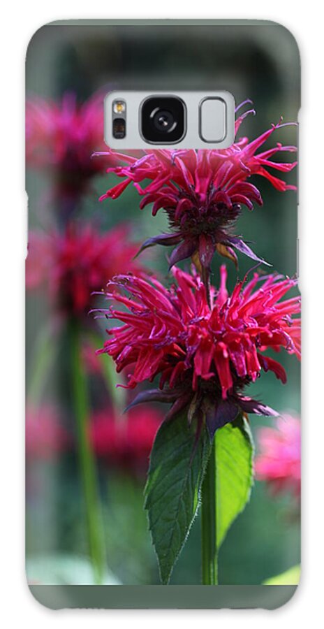 Flower Galaxy Case featuring the photograph Bee Balm Monarda by Tammy Pool
