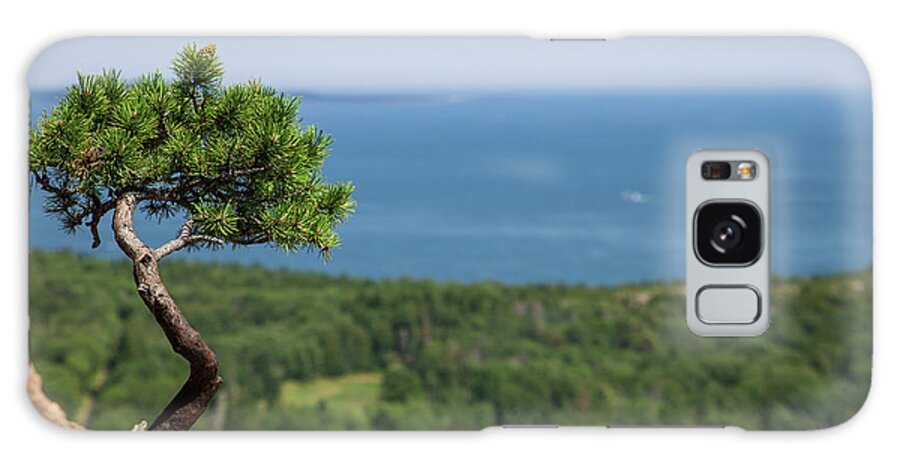 Acadia Galaxy Case featuring the photograph Beehive Bonsai by White Mountain Images