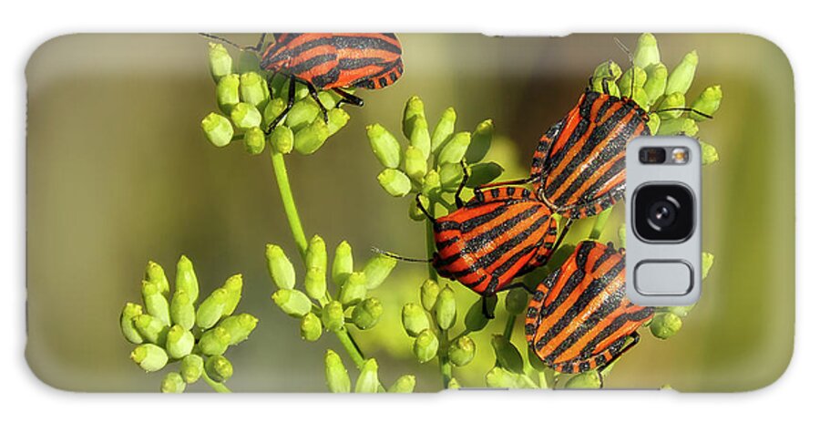 Fennel Galaxy Case featuring the photograph Beetles On Fennel by Mountain Dreams