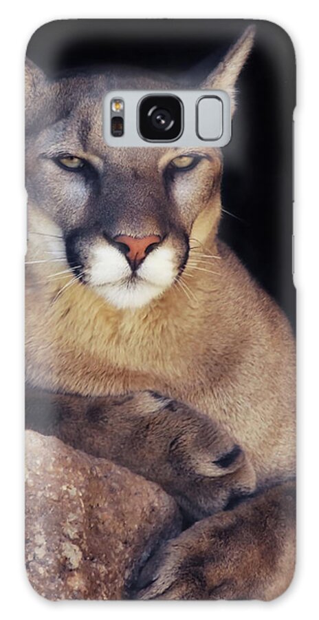 Mountain Lions Galaxy Case featuring the photograph Being Observant by Elaine Malott