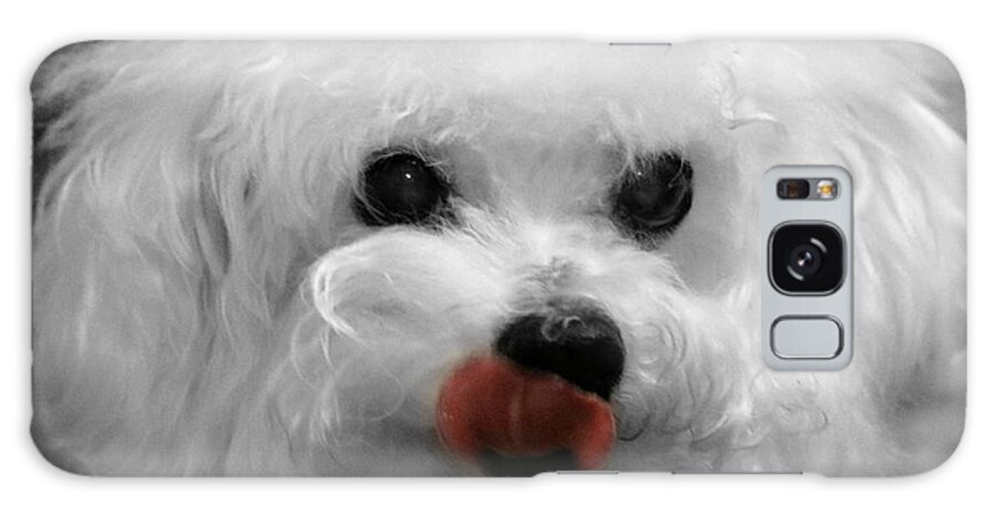 Dog Galaxy Case featuring the photograph Bichon In The Pink by Diann Fisher