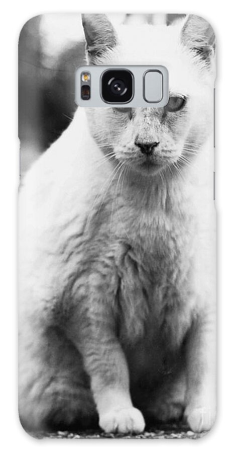 Black And White Galaxy Case featuring the photograph Big Cat by Robert Buderman
