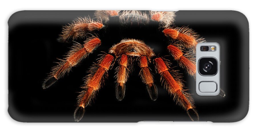 Spider Galaxy Case featuring the photograph Big hairy Tarantula Theraphosidae by Sergey Taran