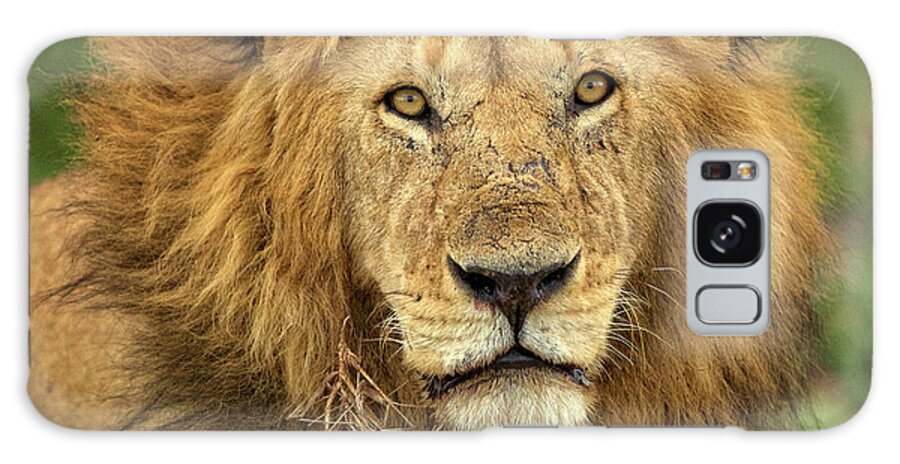 Lion Galaxy Case featuring the photograph Big Male Lion Staredown by Steven Upton