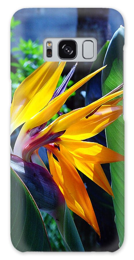 Flowers Galaxy Case featuring the photograph Bird of Paradise by Susanne Van Hulst