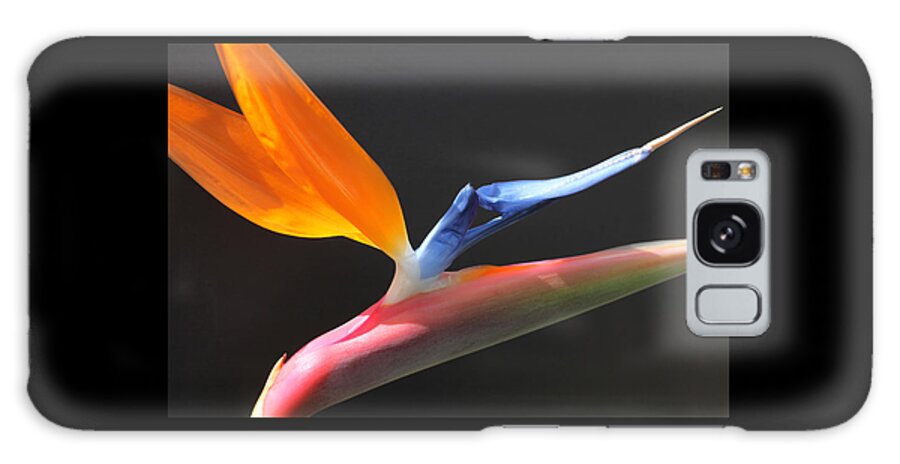 Flower Galaxy S8 Case featuring the photograph Bird of Paradise by Tammy Pool