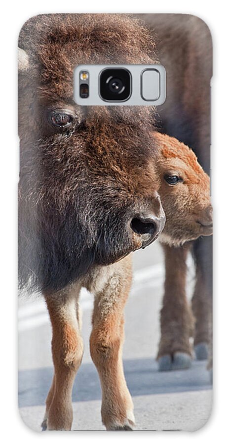 Buffalo Galaxy Case featuring the photograph Bison Family by Wesley Aston
