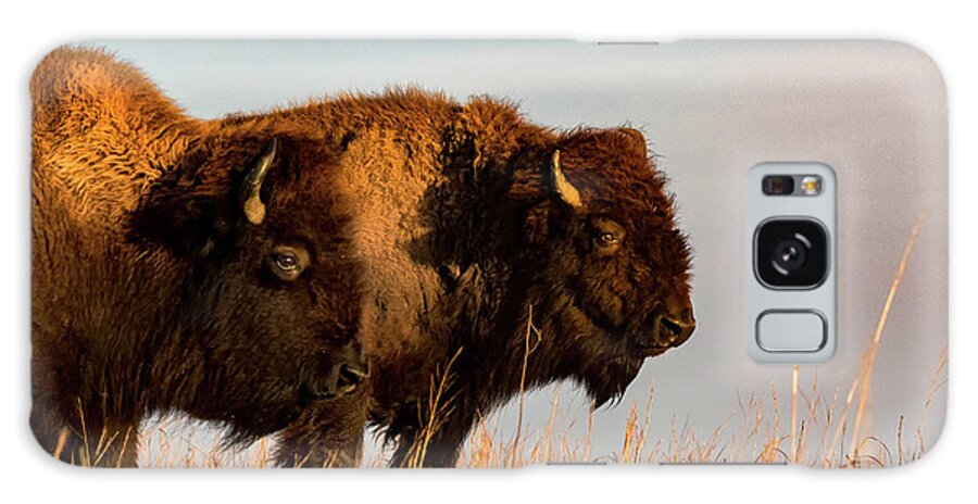 Jay Stockhaus Galaxy Case featuring the photograph Bison Pair by Jay Stockhaus