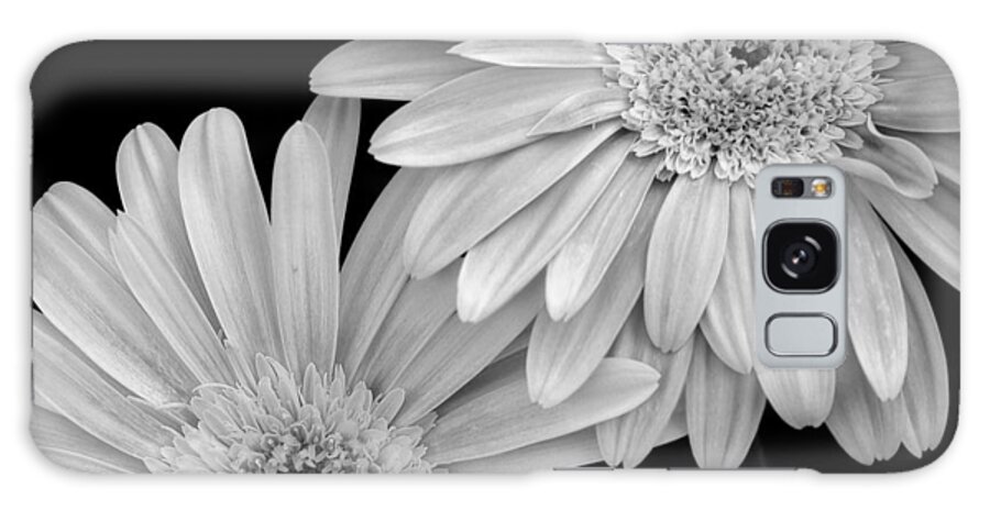 Flower Galaxy Case featuring the photograph Black and White Gerbera Daisies 1 by Amy Fose