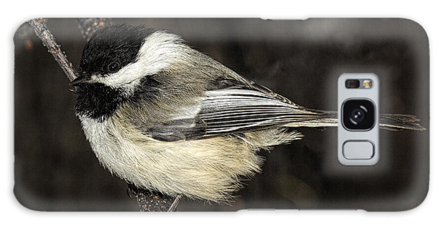 Bird Galaxy Case featuring the photograph Black-Capped Chickadee by Fred Denner