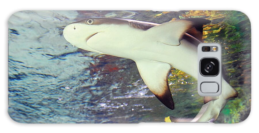Shark Black Tipped Reef Galaxy Case featuring the photograph Black Tipped Reef Shark-1 by Steve Somerville