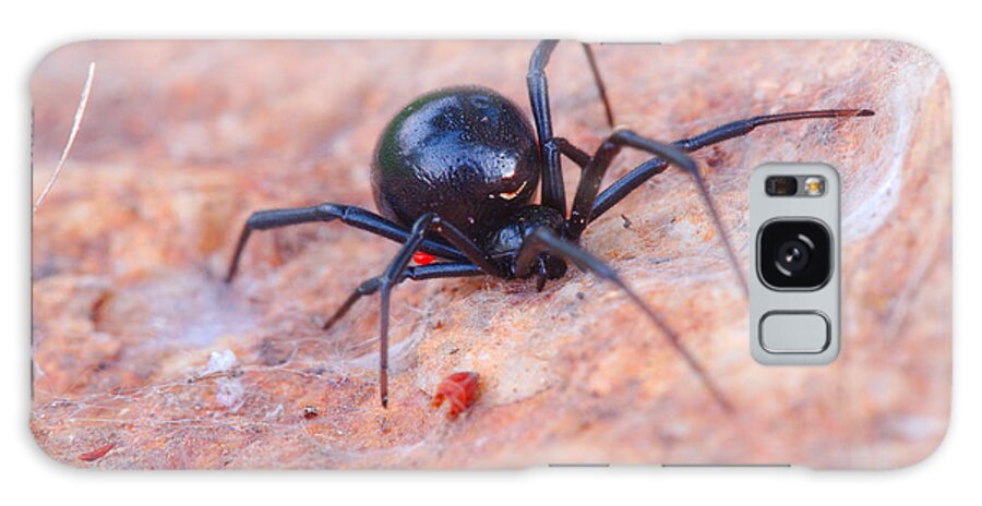 James Smullins Galaxy Case featuring the photograph Black widow spider by James Smullins