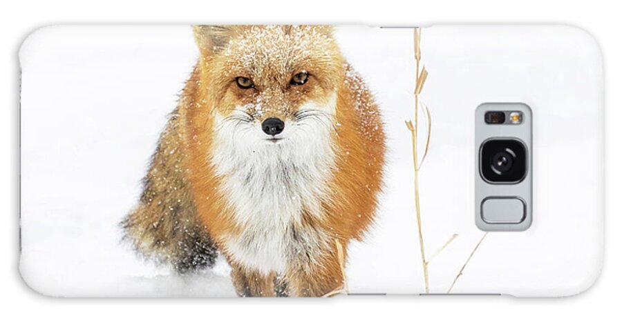 Red Fox Galaxy Case featuring the photograph Blizzard Fox by Mindy Musick King