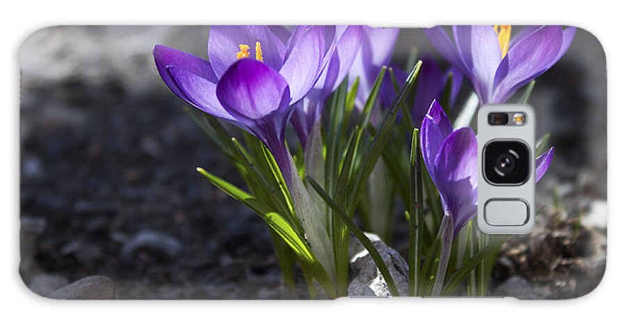 Flower Galaxy Case featuring the photograph Blooming Crocus #2 by Jeff Severson