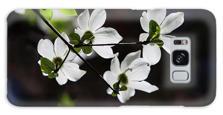 Yosemite Galaxy Case featuring the photograph Blooming Dogwoods in Yosemite 4 by Larry Marshall